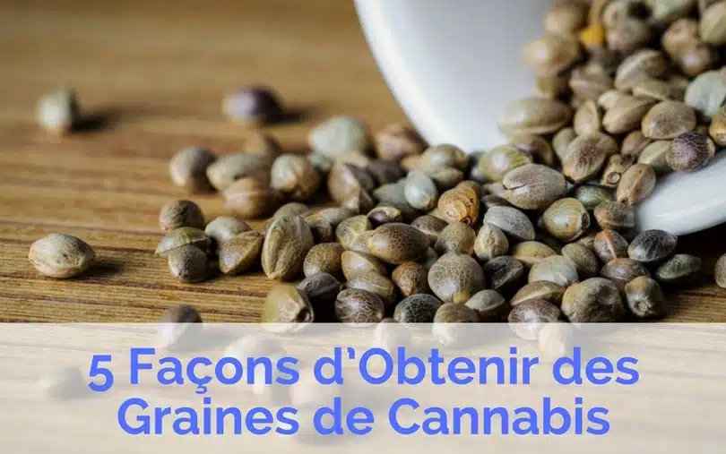 Comment se procurer des graines de cbd ?