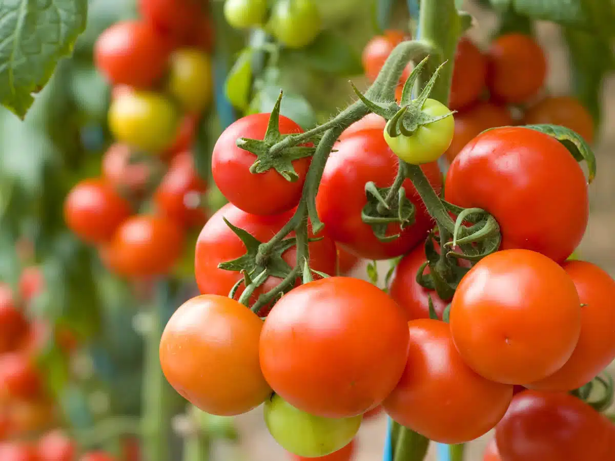 Que propose Timac Agro pour la fertilisation des sols ?